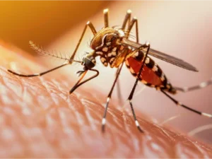 Enfermedades tropicales.webp